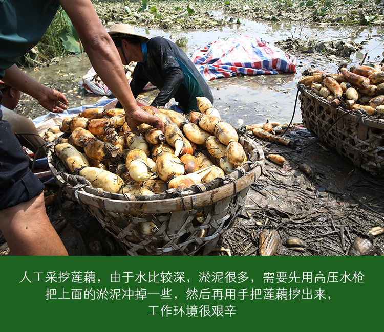 湛航 新鲜莲藕湖南洞庭湖特产泥巴藕脆嫩甜现挖农家脆藕新花藕玉臂藕