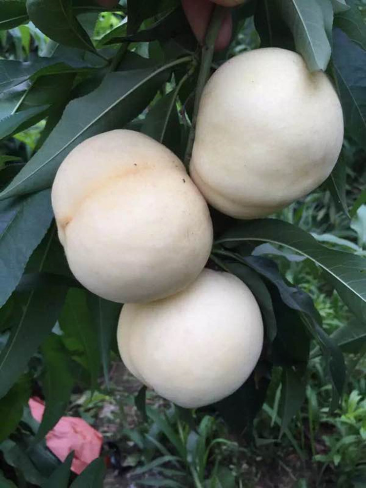 子喧白桃树苗种白如玉桃树苗白如雪桃树苗留树时间长特耐贮运