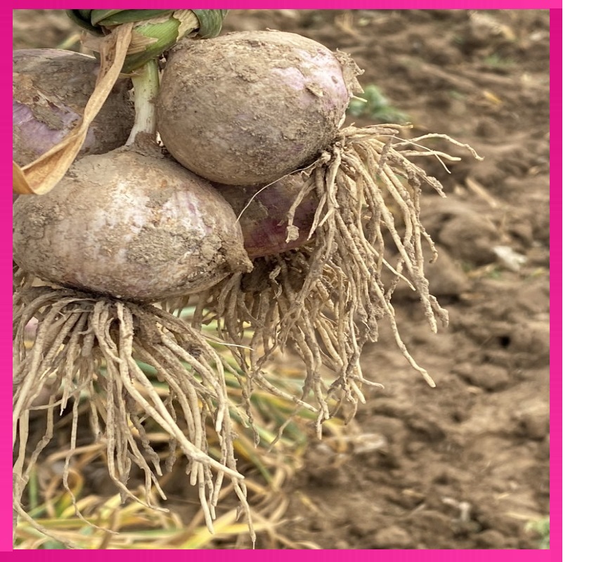 新鲜一级独头蒜甘肃民乐紫皮独头蒜20年新鲜大蒜5斤包邮农家自种产地