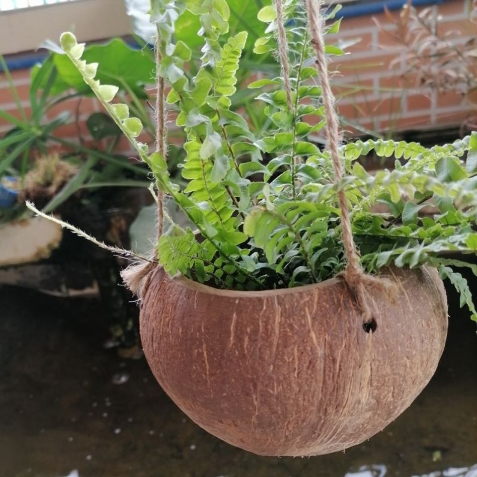 天然吊篮花盆椰子壳手工打磨花篮植物盆栽容器复古田园艺餐厅装饰原色