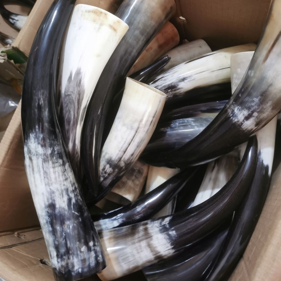 《牛角筒站角拔火罐三十到四十厘米统货 牛角筒站角拔火罐三十到四十