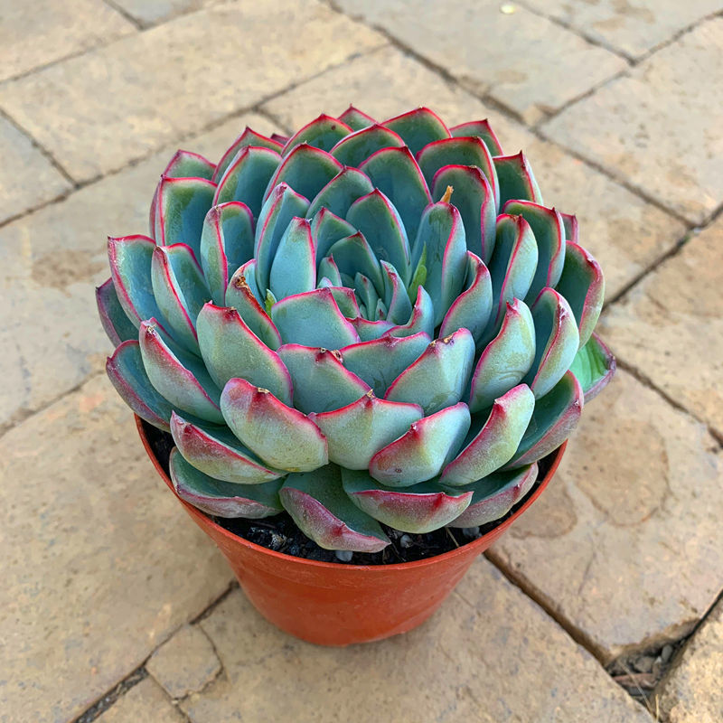 艳姬大单头多肉植物盆栽花卉绿植云南露养基地直发大单头叶展11厘米