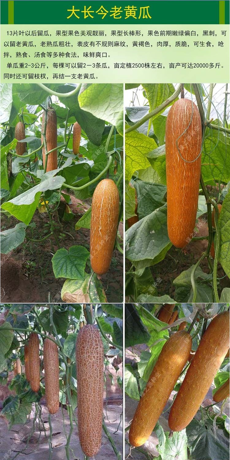 寿光蔬菜种子大长今麻皮巨型东北老瓜种子春秋菜园基地种植