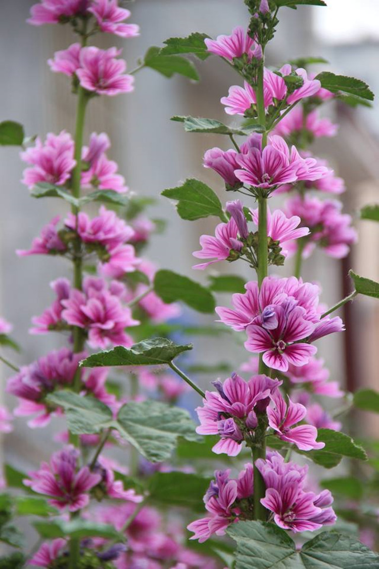 子暄新采锦葵种子荆葵金钱紫花葵花种子四季易活花籽高杆花海庭院点缀