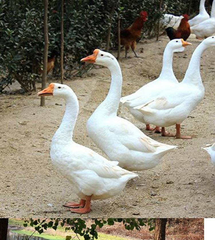 自家散养大白鹅土鹅草鹅大鹅老鹅新鲜整只鹅肉5斤左右