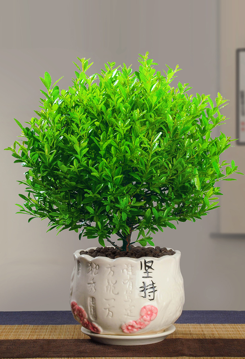 小叶赤楠盆景树桩绿植好养客厅植物室内树苗办公室易活小盆栽花卉