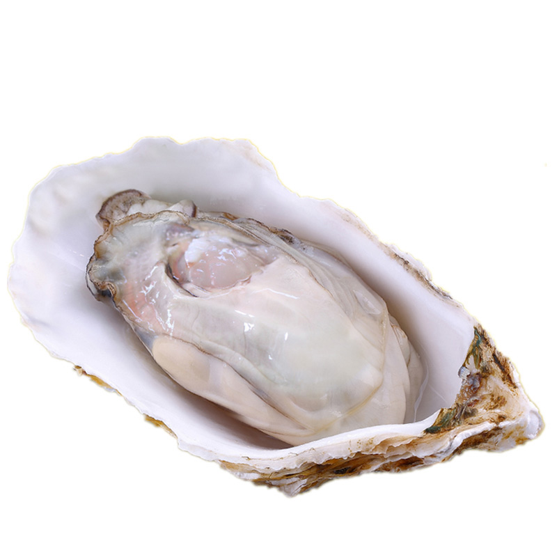 xj生蚝鲜活新鲜生蚝海蛎子肉海鲜水产贝类5斤牡蛎可开发票