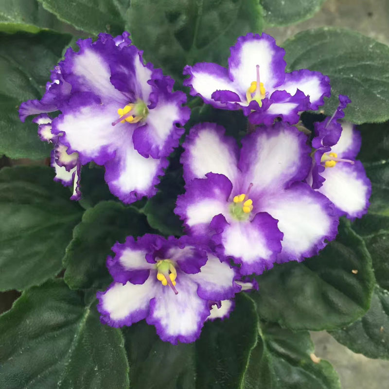 非洲盆栽重瓣带花苗阳台室内非洲堇多花色绿植四季花卉植物