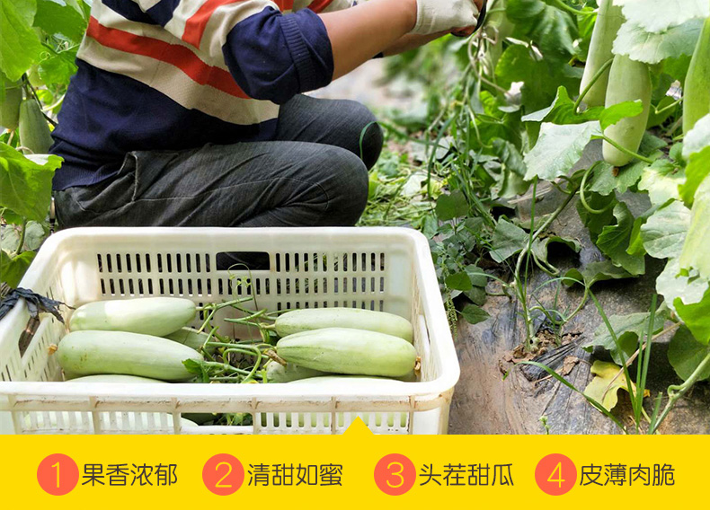 叶小米羊角蜜甜瓜新鲜水果现摘密瓜香瓜蜜瓜羊角脆含箱5斤当季羊角瓜