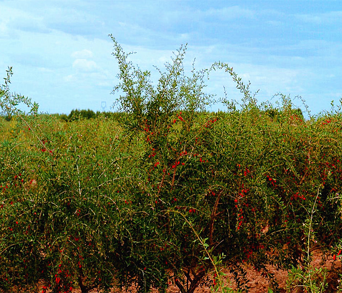 子暄盆栽果树枸杞苗枸杞苗木野生枸杞子树苗4年苗30cm含50cm不含