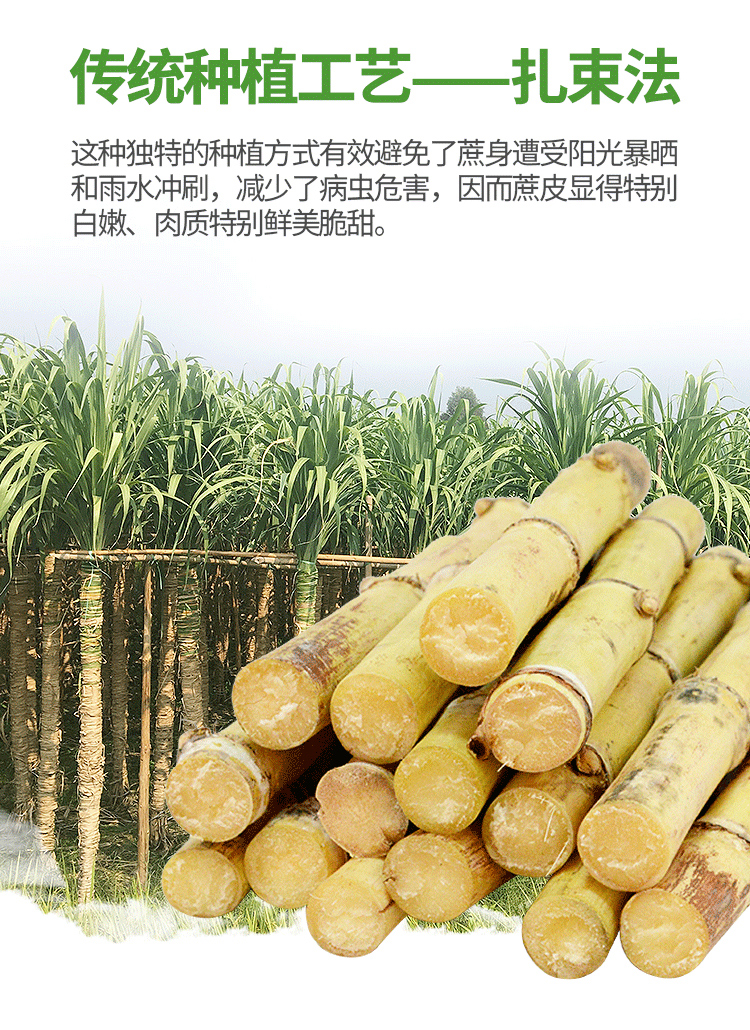 广西贵港木格白玉甘蔗 清脆多汁 当季新鲜水果 广西特产