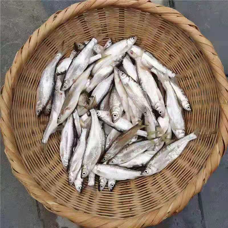 赛卡伊白条川条刁子鱼淡水鱼翘嘴鱼现捞现杀去肠冷链发货三斤斤大号
