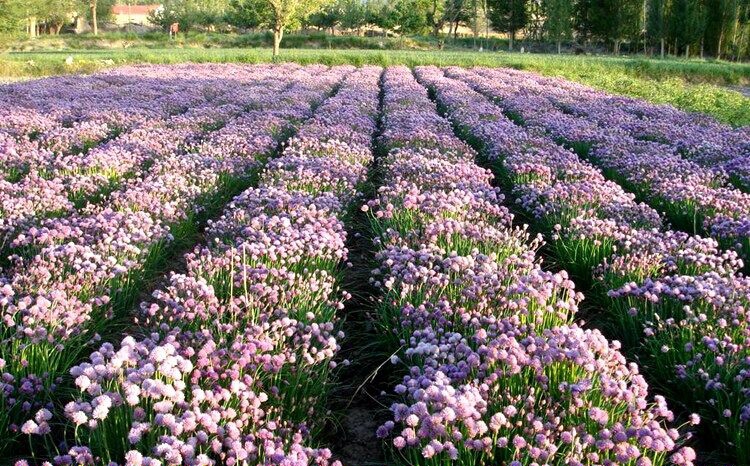 子喧种子虾夷葱种子细香葱四季香葱种子蔬菜盆栽阳台花种子观花种子