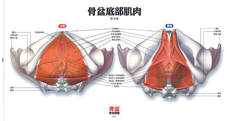 厂家直销骨盆完全指南竹内京子理疗瑜伽解剖产后恢复调整运动全彩创意