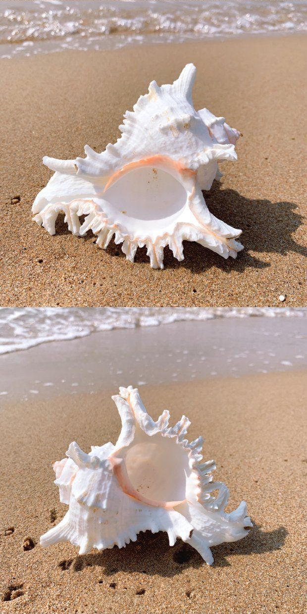 海螺壳天然超大海螺壳摆件巨型大贝壳天然鱼缸造景贝壳扇贝壳大 小