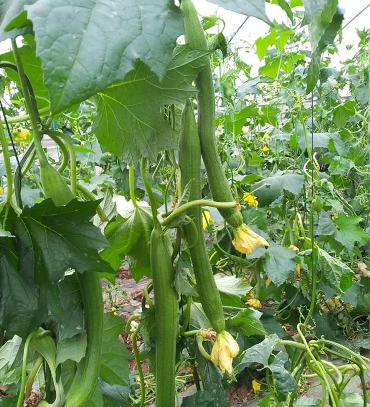 青秀丝瓜种子早春季露天冬大棚老品种高产的寿光蔬菜种孑瓜果种籽