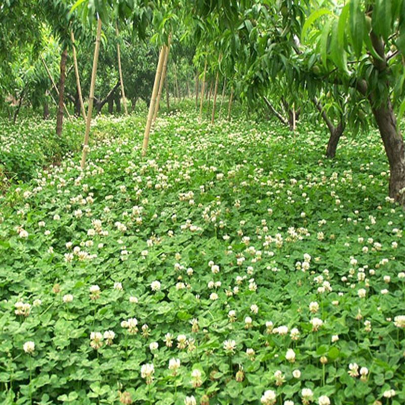 子喧 一播大地 荒地改良果林绿肥 矮生白三叶种子地被夏季种子耐荫种