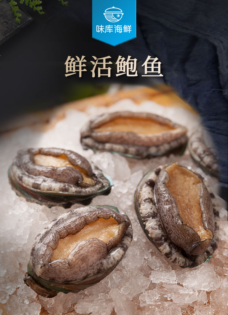 味庫活鮑魚1518只斤新鮮活特大