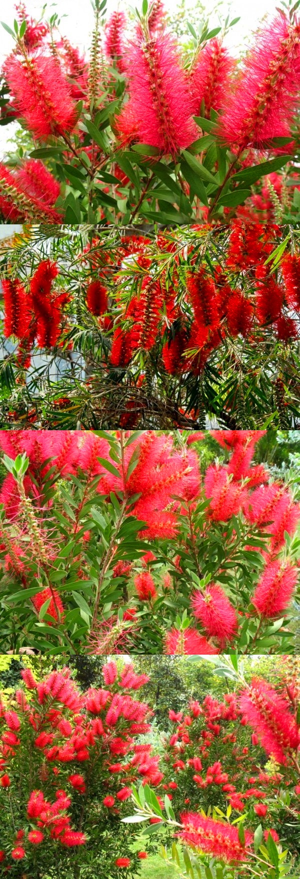 红千层种子瓶刷子树红瓶刷金宝树串钱柳树苗种子花籽红千层种子半斤