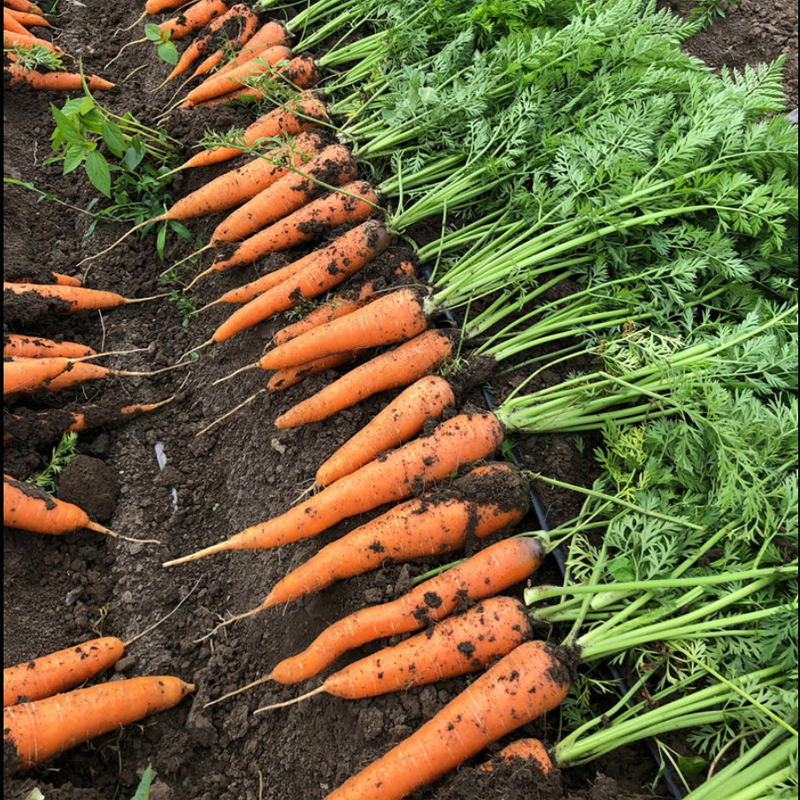 水果胡萝卜新鲜现挖山东沙地蔬菜农家当季脆甜红萝卜生吃榨汁