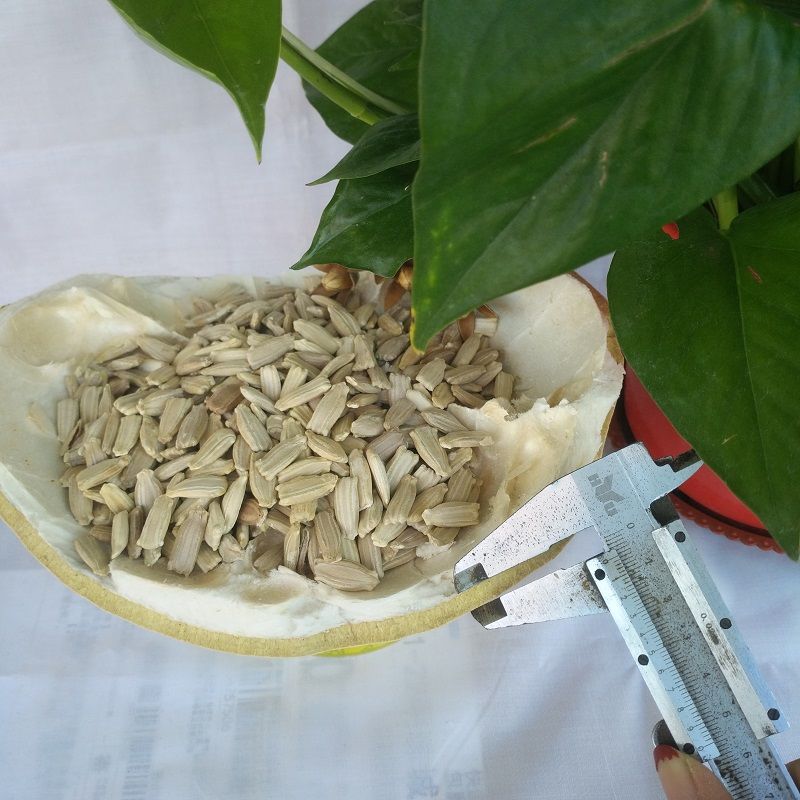 特大中小亚腰葫芦籽巨型大葫芦手捻文玩葫芦种籽藤蔓植物手捻种子20粒