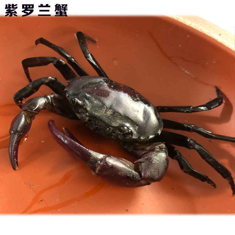 《束腰图纹蟹一只 南海溪蟹观赏蟹爬虫爬宠紫罗兰束腰蟹田蟹溪蟹相守