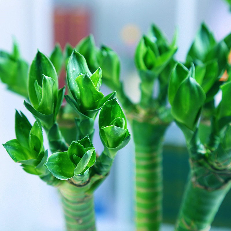 xj龙竹富贵竹子龙爪莲花竹水培竹直竹水培植物花卉盆栽不含盆可开发票