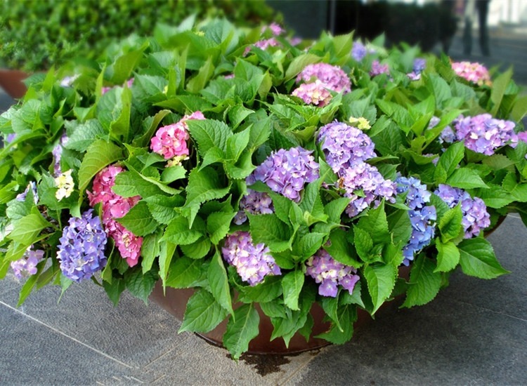 春天无尽夏八仙花绣球花苗四季循环开花园庭院盆栽绿植物花卉