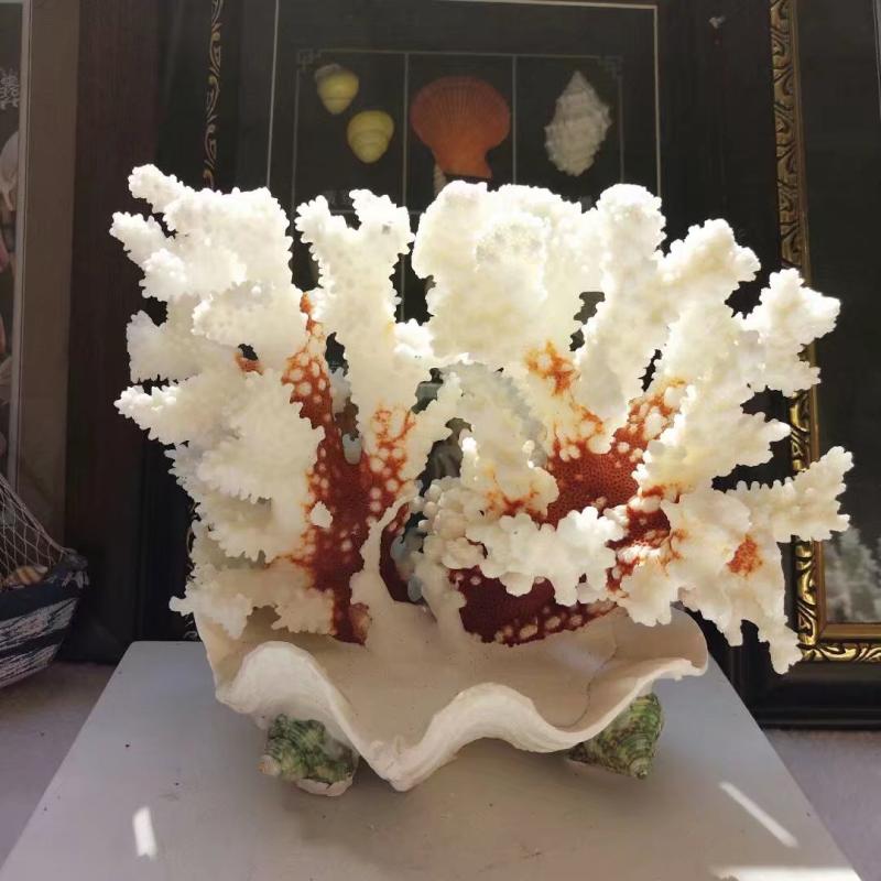 水族箱天然白珊瑚石珊瑚树贝壳海螺创意鱼缸造景装饰摆件饰品礼物810