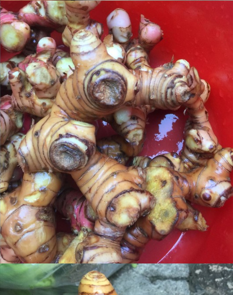 南姜山姜芦苇姜山姜嫩姜新鲜蔬菜调料可开发票2kg