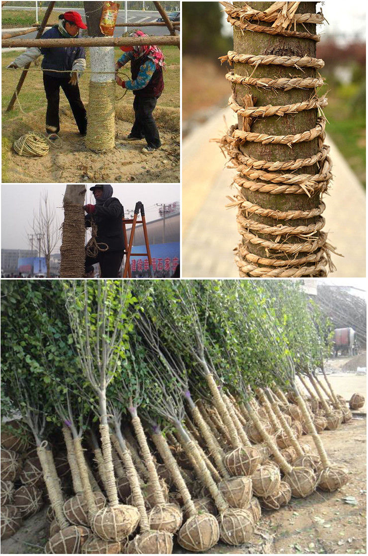 草绳稻草帘稻草绳捆绑树木缠树带花木移栽包扎土球保湿防冻裹树布稻草