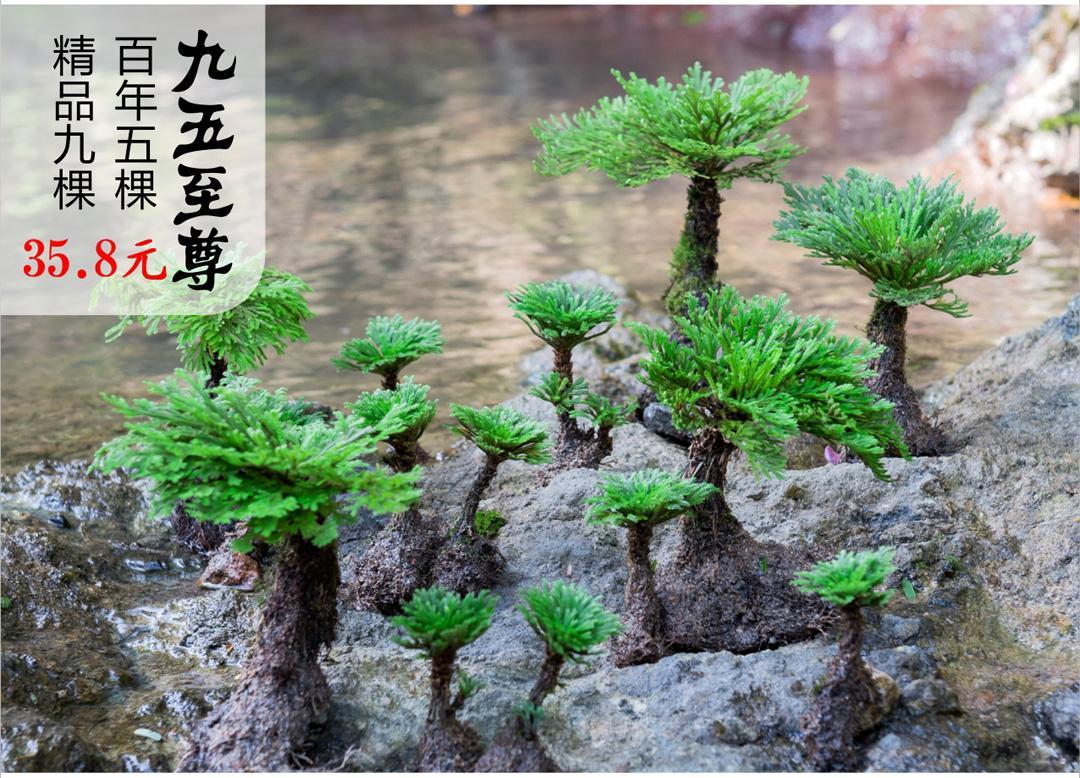 野生卷柏九死还魂草盆景假山吸水石造景绿植物花卉好养室内小盆栽精品