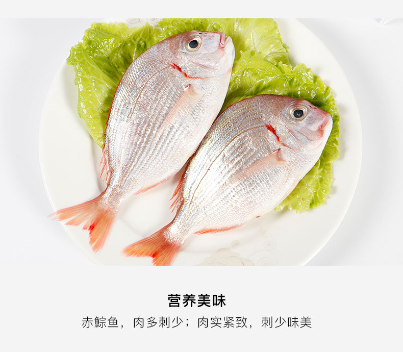 四海生鲜东山岛现捕新鲜赤棕鱼深海捕捞新鲜海鲜水产500g45条