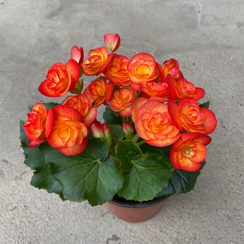 《丽格海棠盆栽重瓣海棠带花带花苞玫瑰玻璃翠四季开花室内观花植物 