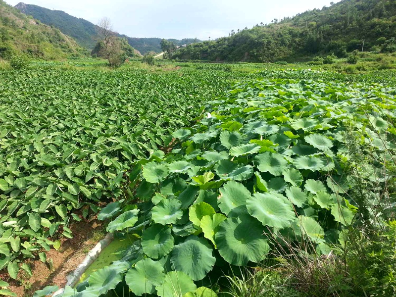 新鮮毛芋頭香芋頭芋艿新鮮蔬菜易果生鮮農產品芋子s燕生鮮