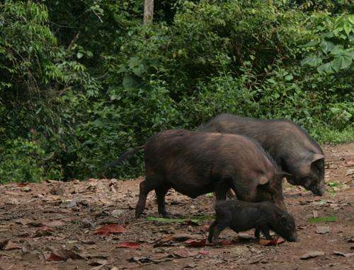 云南黑毛土猪猪肚新鲜现杀猪肉猪肚子月子猪肚版纳小耳朵猪肉猪肚普通