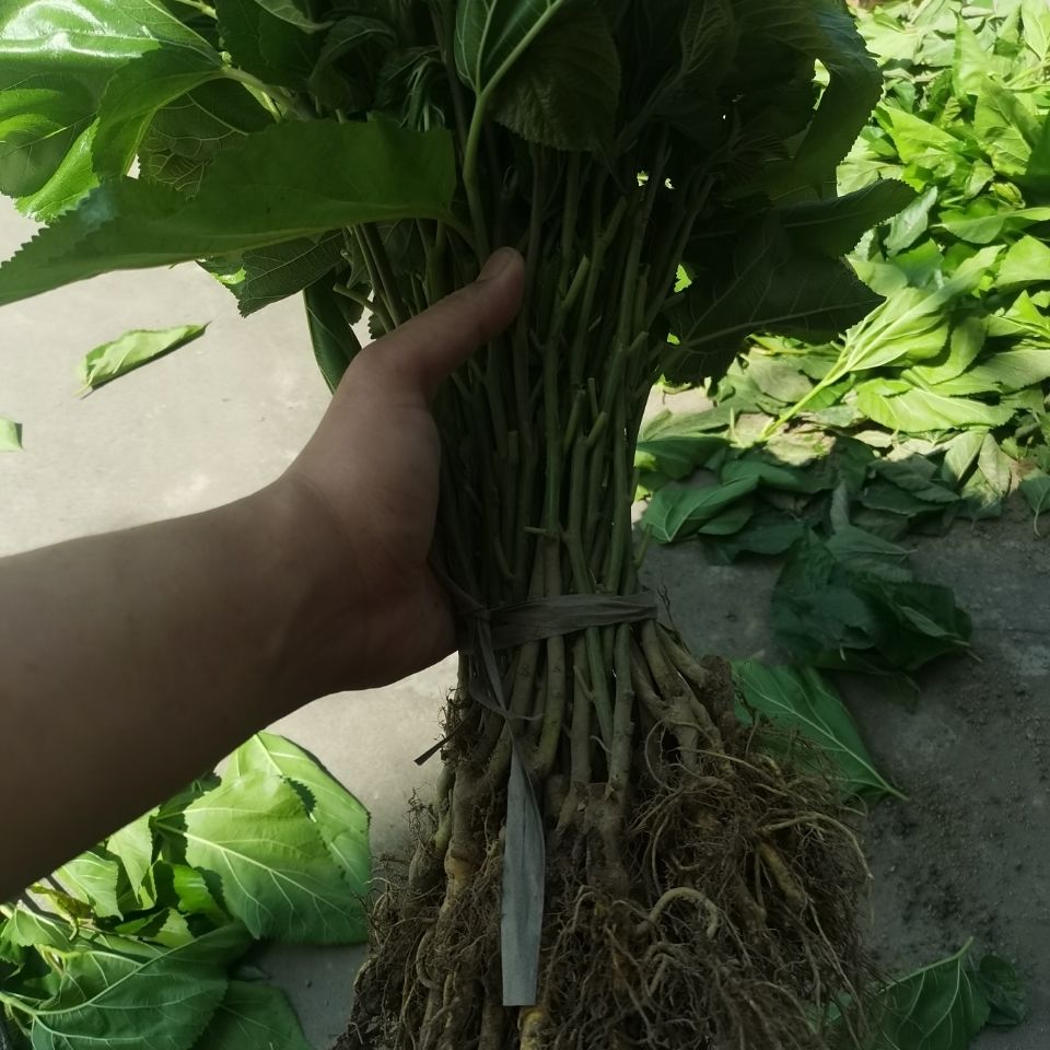 强桑1号采叶大叶蛋白桑树嫁接苗喂蚕宝宝养蚕高产青苗饲料30cm含40cm