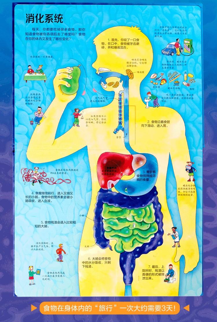 尤斯伯恩看里面 揭秘身体 英国尤斯伯恩出版公司 著 褚秀丽 译 少儿