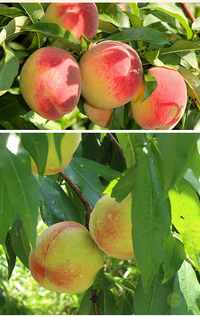 福建古田水蜜桃子5斤礼盒装精选甜桃大果新鲜孕妇水果脆甜