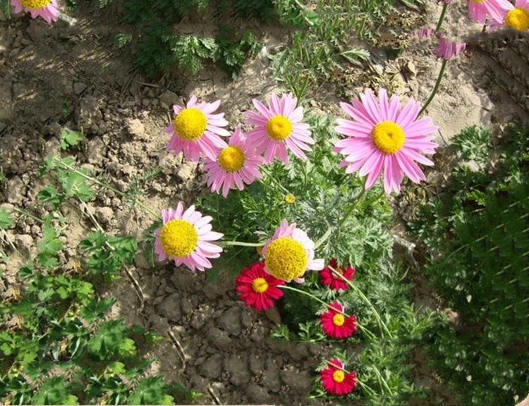 菊四季室外多年生花種子庭院花草戶外宿根花籽耐熱草花家庭盆栽花卉