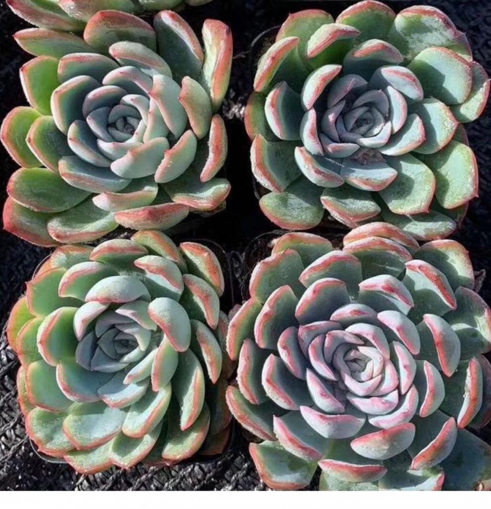 多肉植物莎莎女王5cm老桩单头满20元