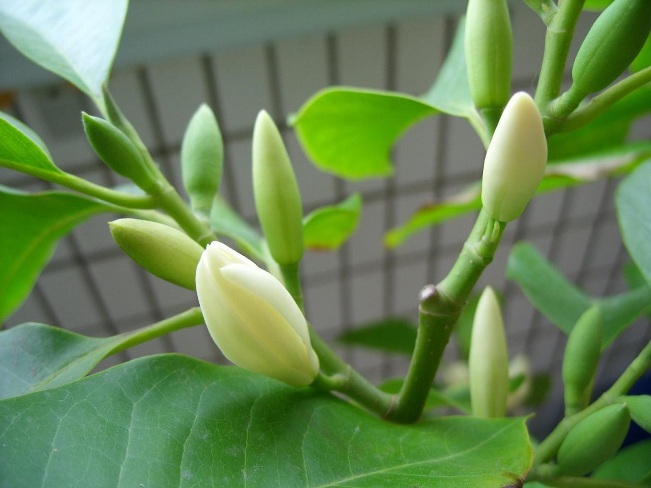 封后白兰花盆栽树苗带花苞花卉植物室内四季开花浓香型角兰好养的花黄