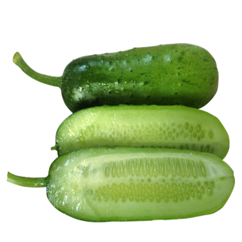 甜美水果瓜种子四季夏春季秋冬短粗瓜苗阳台蔬菜种孑易种甜美水果黄瓜