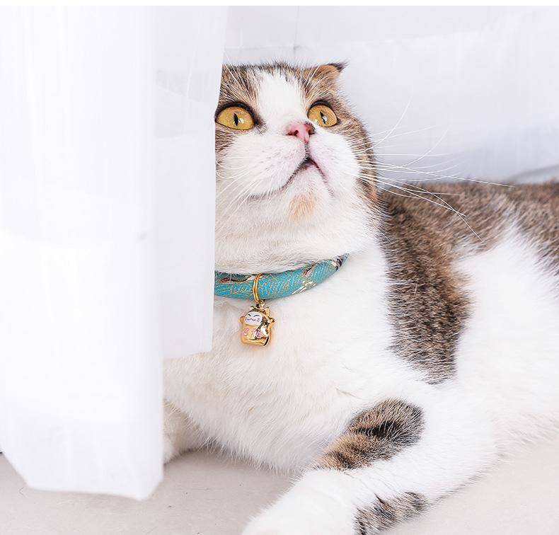 魅力狗 猫咪项圈猫圈猫项圈铃铛除跳蚤去虱子狗狗小型犬颈圈脖圈宠物
