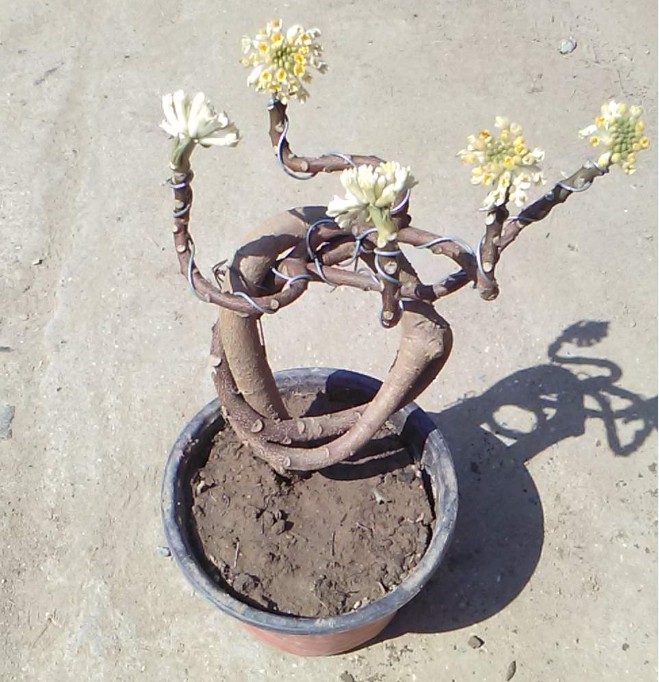 吉祥植物爱情树金腰带结香花苗结