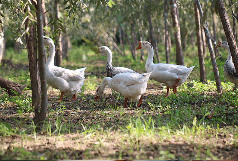 【汶优香(wenyouxiang)禽肉】 鹅肉新鲜大鹅整只白条真空现杀大白鹅活