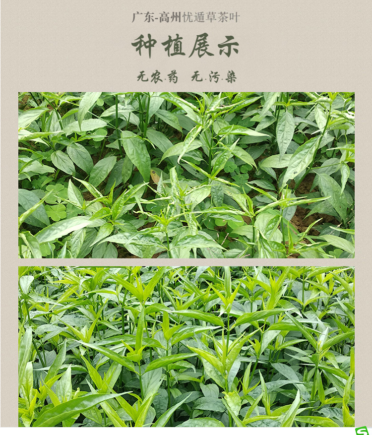 憂遁草幹葉鱷嘴花黎王草茶小葉種優遁草