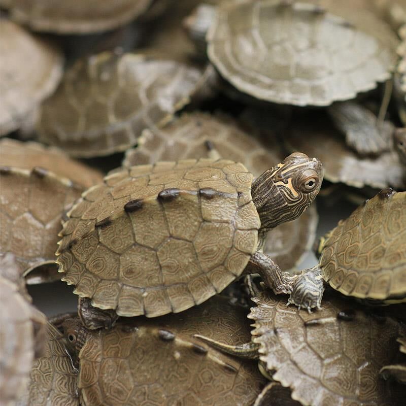 地图龟苗密西西比小地图龟苗小乌龟活体宠物水龟观赏龟活物深水龟