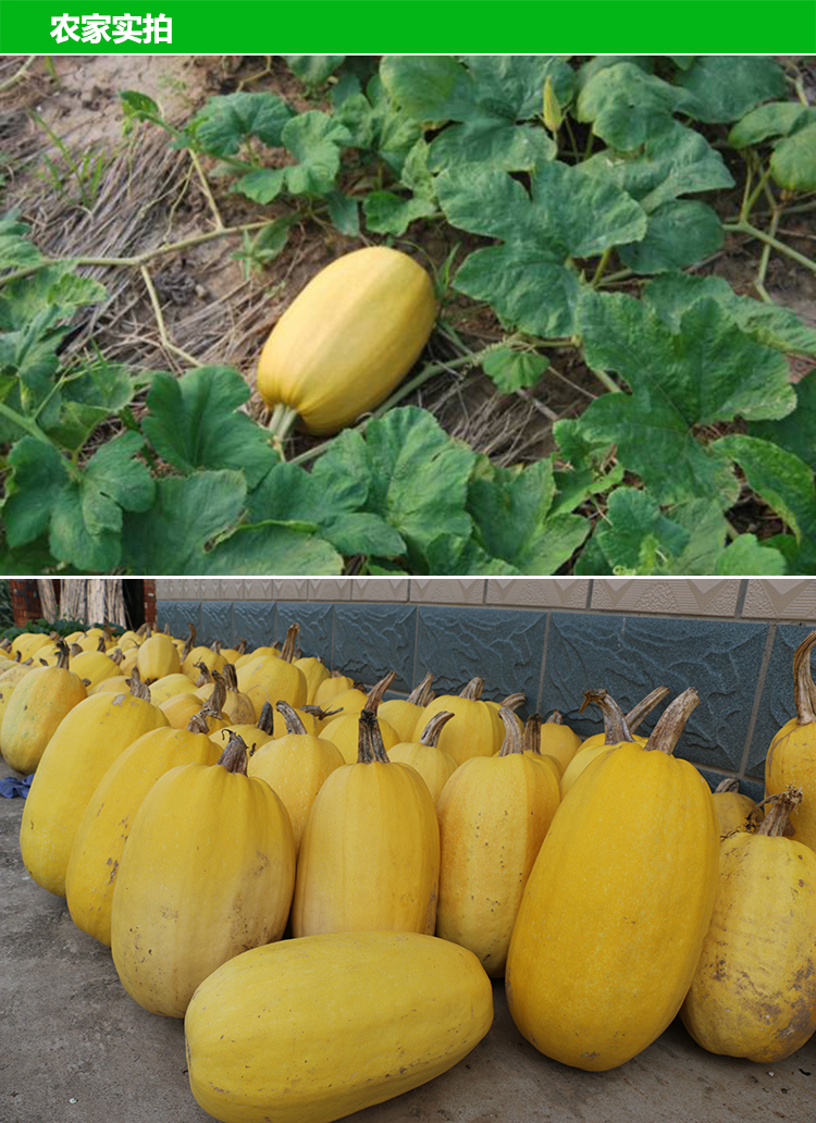 xj崇明金绞丝瓜凉拌金瓜丝金丝搅瓜面条瓜可开发票1个约67斤左右