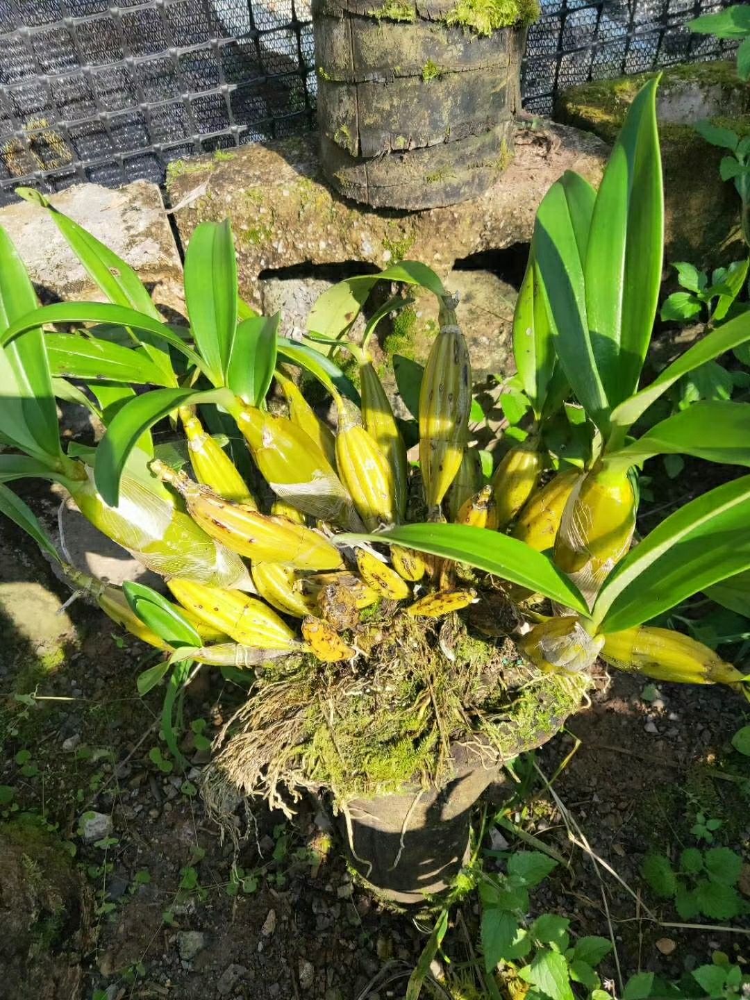 鼓槌石斛兰花苗绿植盆栽盆景养生煲汤养生植物绿植室内外办公客厅带盆